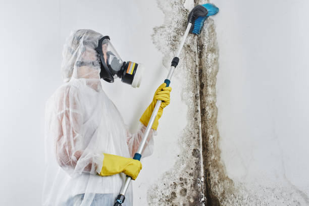 Mold Removal Process in Sylvan Lake, MI