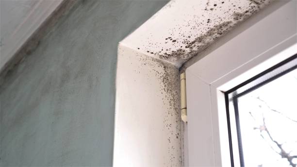 Office Mold Removal Services in Sylvan Lake, MI