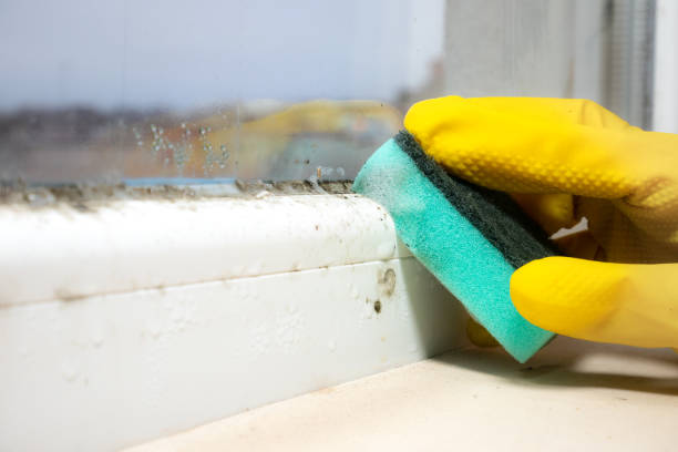 Best Mold Removal Process  in Sylvan Lake, MI