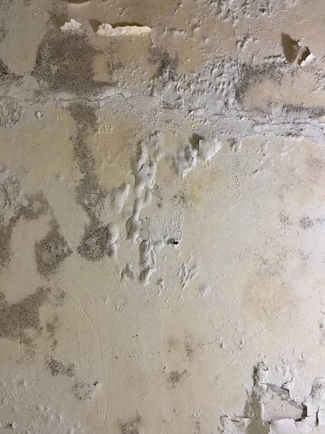 Best Mold Removal Company Near Me  in Sylvan Lake, MI