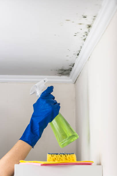 Best Local Mold Removal Service  in Sylvan Lake, MI