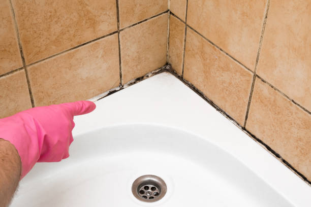 Best Black Mold Removal  in Sylvan Lake, MI